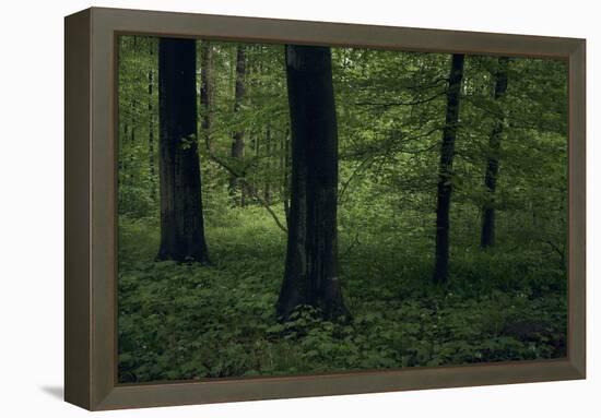 Forest in spring, dark, old trees-Axel Killian-Framed Premier Image Canvas