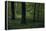 Forest in spring, dark, old trees-Axel Killian-Framed Premier Image Canvas