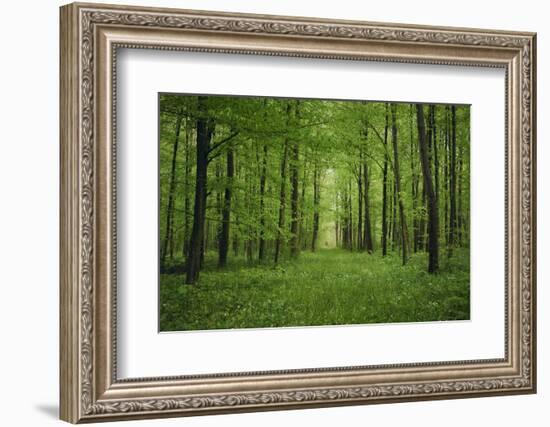 Forest in spring with wild garlic and invisible path leading to a clearing-Axel Killian-Framed Photographic Print