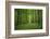 Forest in spring with wild garlic and invisible path leading to a clearing-Axel Killian-Framed Photographic Print