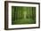 Forest in spring with wild garlic and invisible path leading to a clearing-Axel Killian-Framed Photographic Print