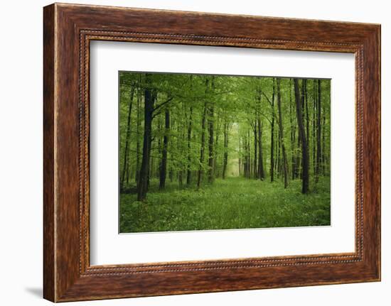 Forest in spring with wild garlic and invisible path leading to a clearing-Axel Killian-Framed Photographic Print