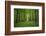 Forest in spring with wild garlic and invisible path leading to a clearing-Axel Killian-Framed Photographic Print