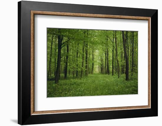 Forest in spring with wild garlic and invisible path leading to a clearing-Axel Killian-Framed Photographic Print