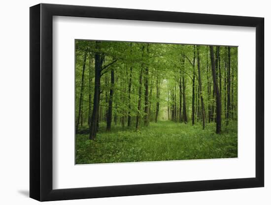 Forest in spring with wild garlic and invisible path leading to a clearing-Axel Killian-Framed Photographic Print