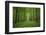 Forest in spring with wild garlic and invisible path leading to a clearing-Axel Killian-Framed Photographic Print