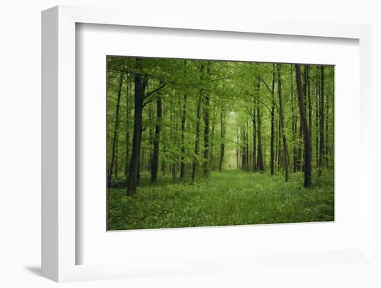Forest in spring with wild garlic and invisible path leading to a clearing-Axel Killian-Framed Photographic Print