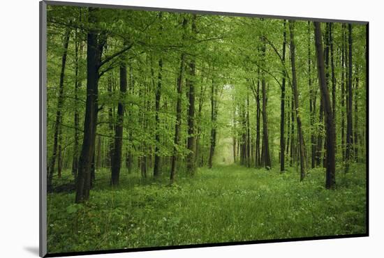 Forest in spring with wild garlic and invisible path leading to a clearing-Axel Killian-Mounted Photographic Print