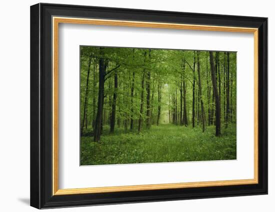 Forest in spring with wild garlic and invisible path leading to a clearing-Axel Killian-Framed Photographic Print