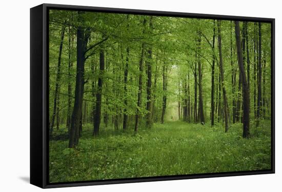Forest in spring with wild garlic and invisible path leading to a clearing-Axel Killian-Framed Stretched Canvas
