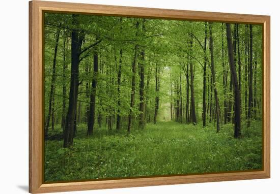 Forest in spring with wild garlic and invisible path leading to a clearing-Axel Killian-Framed Premier Image Canvas