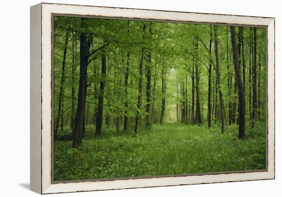 Forest in spring with wild garlic and invisible path leading to a clearing-Axel Killian-Framed Premier Image Canvas