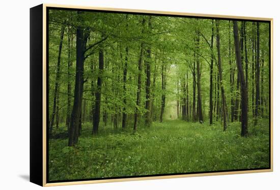 Forest in spring with wild garlic and invisible path leading to a clearing-Axel Killian-Framed Premier Image Canvas