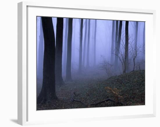 Forest in the Fog, Bielefeld, Germany-Thorsten Milse-Framed Photographic Print