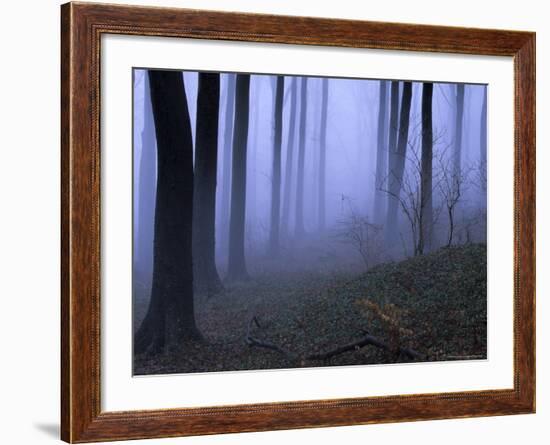 Forest in the Fog, Bielefeld, Germany-Thorsten Milse-Framed Photographic Print