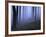 Forest in the Fog, Bielefeld, Germany-Thorsten Milse-Framed Photographic Print