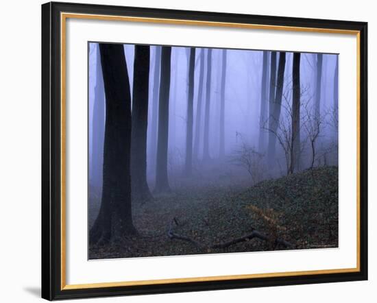 Forest in the Fog, Bielefeld, Germany-Thorsten Milse-Framed Photographic Print