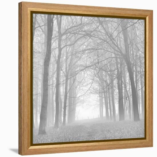 Forest in White-Doug Chinnery-Framed Premier Image Canvas