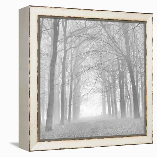 Forest in White-Doug Chinnery-Framed Premier Image Canvas