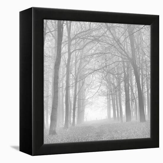 Forest in White-Doug Chinnery-Framed Premier Image Canvas