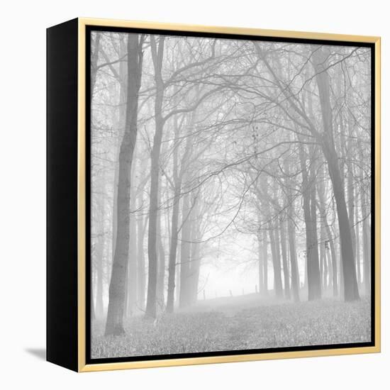 Forest in White-Doug Chinnery-Framed Premier Image Canvas