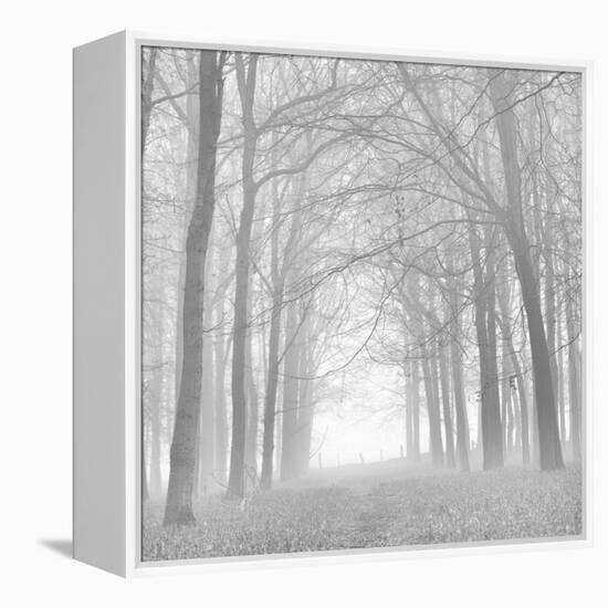 Forest in White-Doug Chinnery-Framed Premier Image Canvas