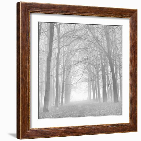 Forest in White-Doug Chinnery-Framed Photographic Print