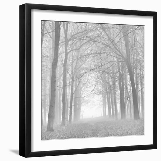 Forest in White-Doug Chinnery-Framed Photographic Print