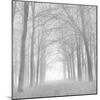 Forest in White-Doug Chinnery-Mounted Photographic Print