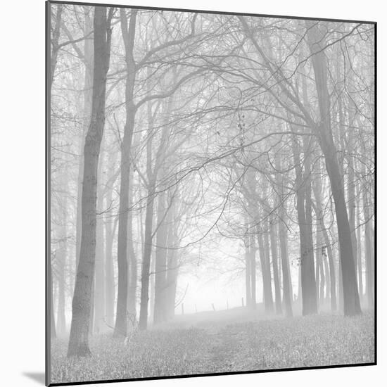 Forest in White-Doug Chinnery-Mounted Photographic Print