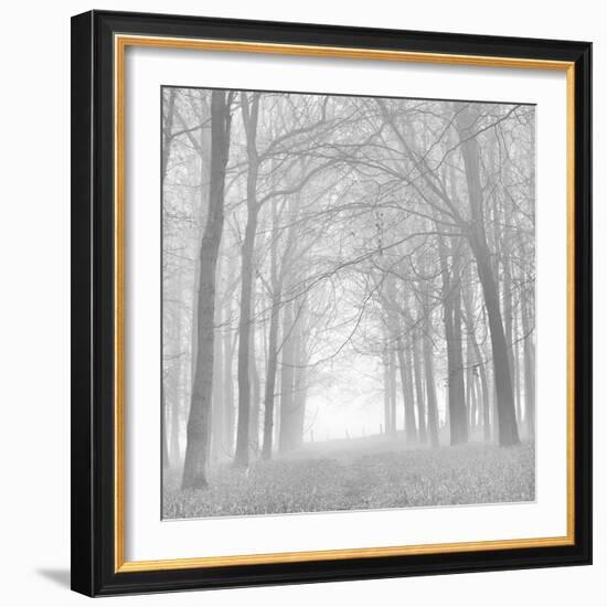 Forest in White-Doug Chinnery-Framed Photographic Print