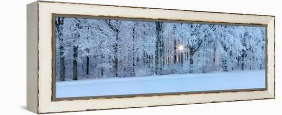 Forest in Winter at Sunrise, Swabian Alb, Baden-Wurttemberg, Germany-null-Framed Premier Image Canvas