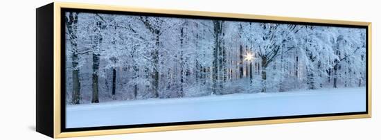 Forest in Winter at Sunrise, Swabian Alb, Baden-Wurttemberg, Germany-null-Framed Premier Image Canvas