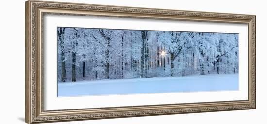 Forest in Winter at Sunrise, Swabian Alb, Baden-Wurttemberg, Germany-null-Framed Photographic Print