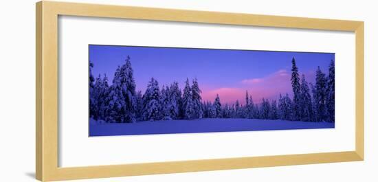 Forest in Winter, Dalarna, Sweden-null-Framed Photographic Print
