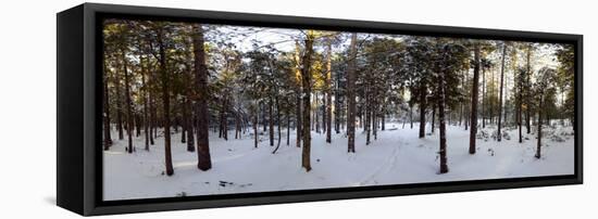 Forest in Winter, Quebec, Canada-null-Framed Stretched Canvas