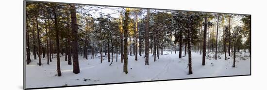 Forest in Winter, Quebec, Canada-null-Mounted Photographic Print