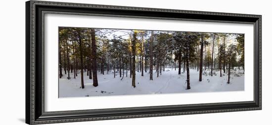 Forest in Winter, Quebec, Canada-null-Framed Photographic Print