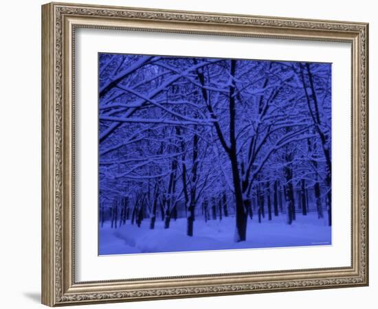 Forest in Winter, Russia-Demetrio Carrasco-Framed Photographic Print