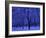 Forest in Winter, Russia-Demetrio Carrasco-Framed Photographic Print