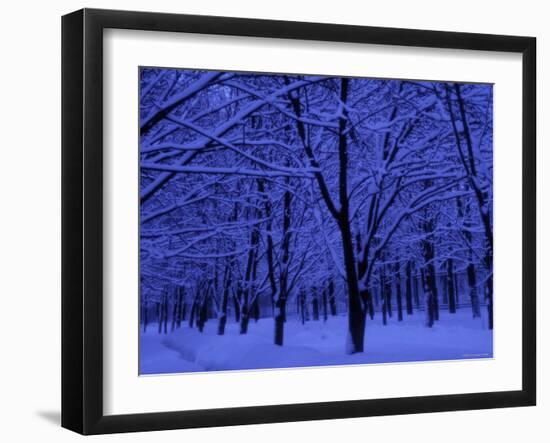 Forest in Winter, Russia-Demetrio Carrasco-Framed Photographic Print