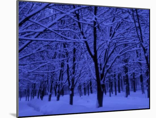Forest in Winter, Russia-Demetrio Carrasco-Mounted Photographic Print