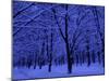 Forest in Winter, Russia-Demetrio Carrasco-Mounted Photographic Print