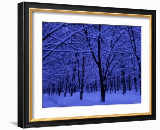 Forest in Winter, Russia-Demetrio Carrasco-Framed Photographic Print