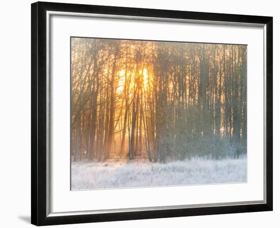 Forest in Winter with Bright Sunlight-Utterström Photography-Framed Photographic Print