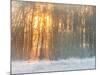 Forest in Winter with Bright Sunlight-Utterström Photography-Mounted Photographic Print