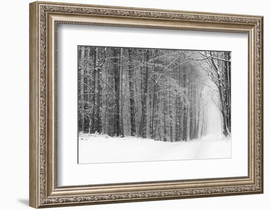 Forest in Winter-Doug Chinnery-Framed Photographic Print