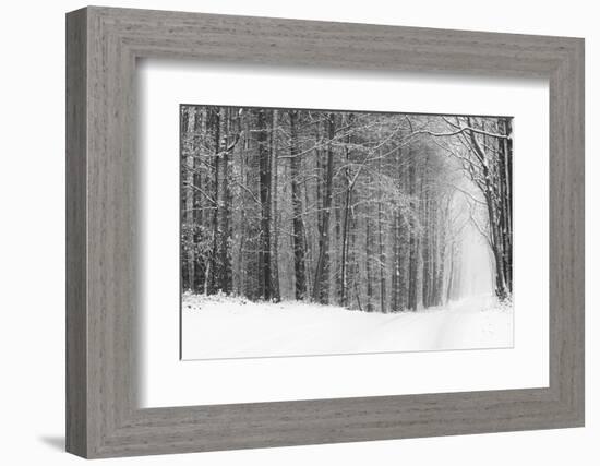 Forest in Winter-Doug Chinnery-Framed Photographic Print