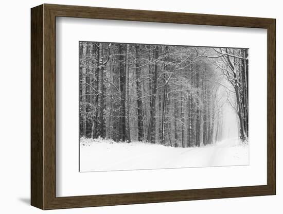 Forest in Winter-Doug Chinnery-Framed Photographic Print