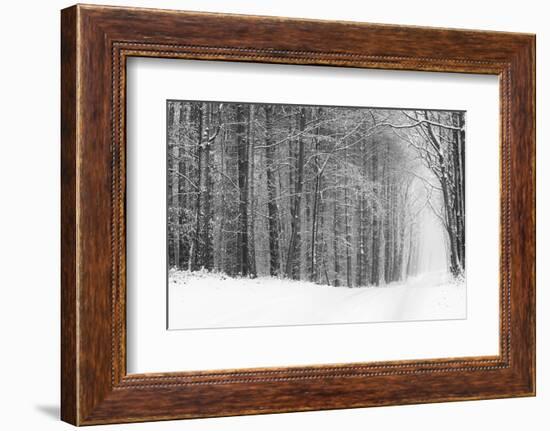 Forest in Winter-Doug Chinnery-Framed Photographic Print